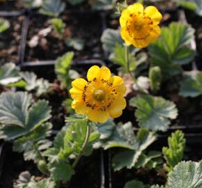 Kuklík horský 'Diana' - Geum montanum 'Diana'