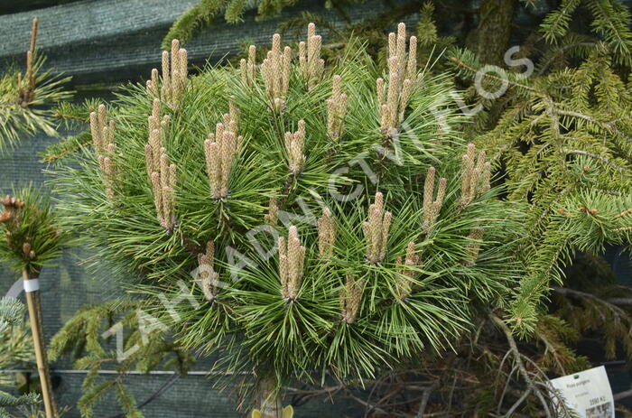 Borovice černá 'Brepo' - Pinus nigra 'Brepo'