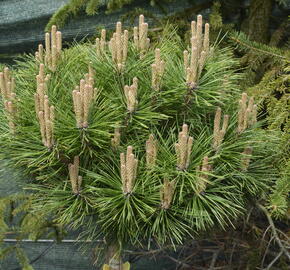 Borovice černá 'Brepo' - Pinus nigra 'Brepo'