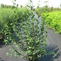 Ptačí zob obecný - Ligustrum vulgare