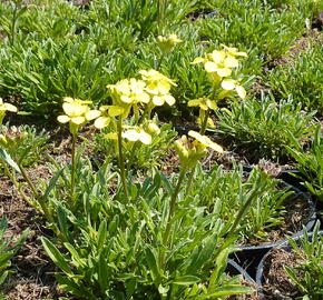 Trýzel 'Golden Jubilee' - Erysimum 'Golden Jubilee'