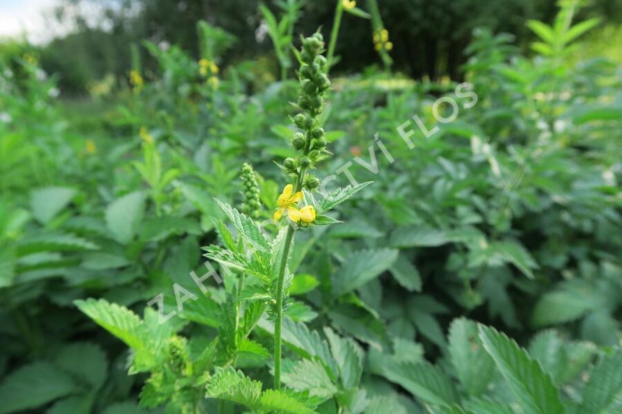 Řepík lékařský - Agrimonia eupatoria