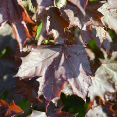 Javor mléč 'Crimson King' - Acer platanoides 'Crimson King'