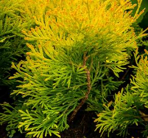 Zerav, túje západní 'Mirjam' - Thuja occidentalis 'Mirjam'