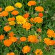 Měsíček lékařský - Calendula officinalis