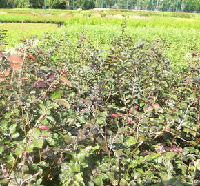 Buk lesní 'Atropunicea' - Fagus sylvatica 'Atropunicea'