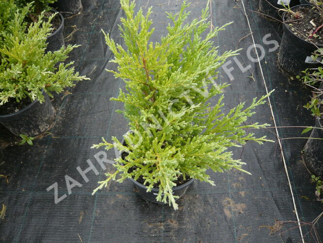 Jalovec polehlý 'Andorra Compact' - Juniperus horizontalis 'Andorra Compact'