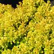 Dřišťál Thunbergův 'Tiny Gold' - Berberis thunbergii 'Tiny Gold'