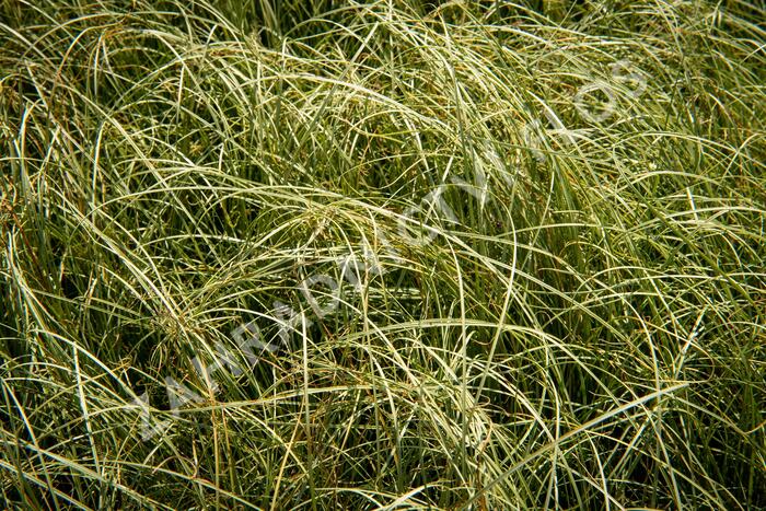 Ostřice chocholatá 'Amazon Mist' - Carex comans 'Amazon Mist'