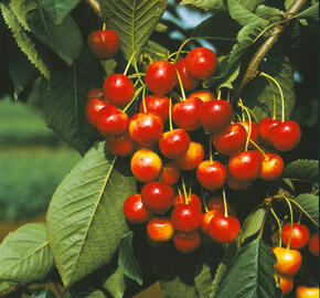 Třešeň středně raná - chrupka 'Napoleonova' - Prunus avium 'Napoleonova'