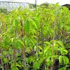 loubinec ptilist - Parthenocissus quinquefolia