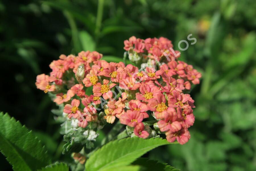 Řebříček obecný 'Summer Fruits Salmon' - Achillea millefolium 'Summer Fruits Salmon'