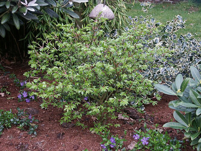 Brslen křídlatý 'Compactus' - Euonymus alatus 'Compactus'