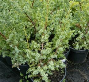 Jalovec čínský 'Blue Alps' - Juniperus chinensis 'Blue Alps'