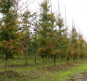 Buk lesní 'Asplenifolia' - Fagus sylvatica 'Asplenifolia'