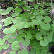 Zmarlika Jidášova - Cercis siliquastrum