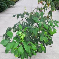 Jírovec malokvětý - Aesculus parviflora