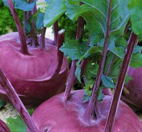 Kedluben modrý 'Ametyst F1' - Brassica oleracea var. gongylodes 'Ametyst F1'