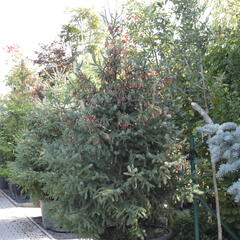 Smrk pichlavý 'Glauca' - Picea engelmannii 'Glauca'