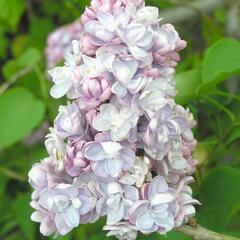 Šeřík obecný 'Michel Buchner' - Syringa vulgaris 'Michel Buchner'