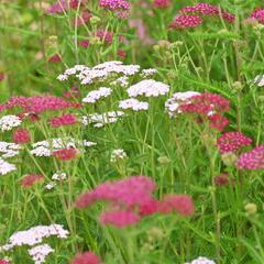 Řebříček obecný 'Cerise Queen' - Achillea millefolium 'Cerise Queen'