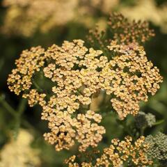 Řebříček tužebníkovitý 'Hannelore Pahl' - Achillea filipendulina 'Hannelore Pahl'