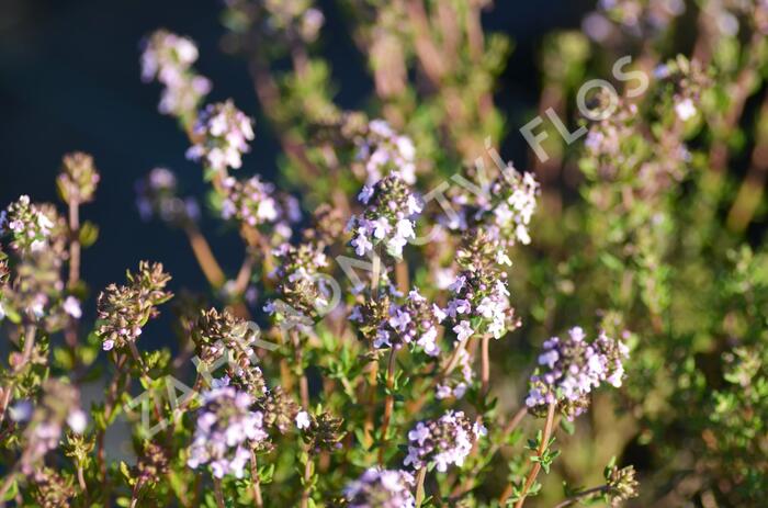 Tymián obecný - Thymus vulgaris