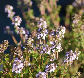 Tymián obecný - Thymus vulgaris