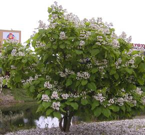 Katalpa trubačovitá 'Aurea' - Catalpa bignonioides 'Aurea'