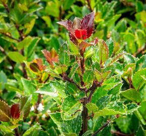 Cesmína 'Heckenblau' - Ilex meserveae 'Heckenblau'