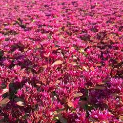 Rozchodník pochybný 'Deep Rose' - Sedum spurium 'Deep Rose'