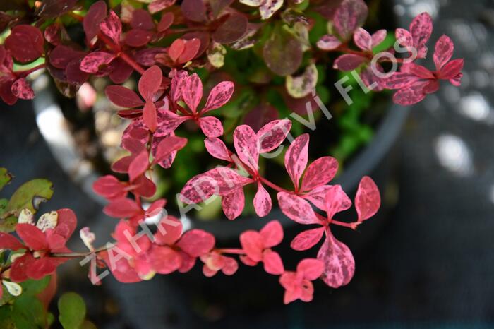 Dřišťál Thunbergův 'Pink Queen' - Berberis thunbergii 'Pink Queen'