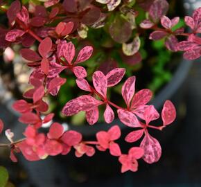 Dřišťál Thunbergův 'Pink Queen' - Berberis thunbergii 'Pink Queen'