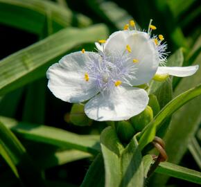 Podeňka Andersonova 'Blanca' - Tradescantia andersoniana 'Blanca'