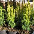 Tis červený 'Wintergold' - Taxus baccata 'Wintergold'