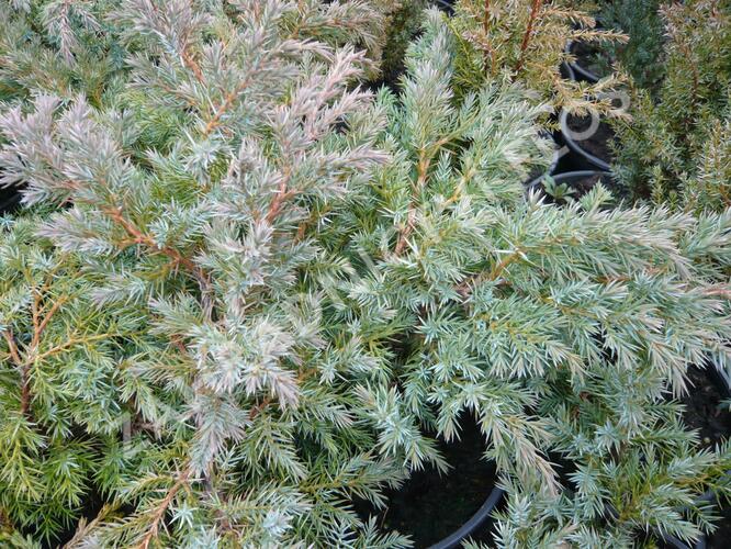 Jalovec šupinatý 'Hunnetorp' - Juniperus squamata 'Hunnetorp'