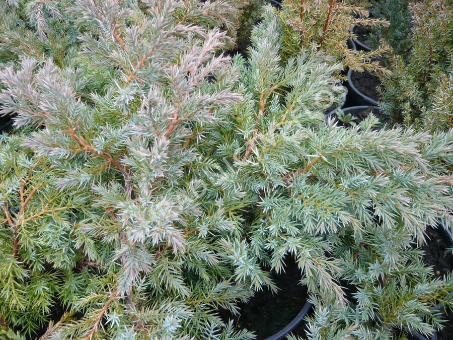 Jalovec šupinatý 'Hunnetorp' - Juniperus squamata 'Hunnetorp'