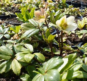 Čemeřice černá 'Christmas Carol' - Helleborus niger 'Christmas Carol'