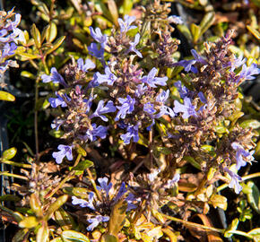 Zběhovec 'Mauro' - Ajuga tenorii 'Mauro'