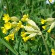 Prvosenka jarní - Primula veris