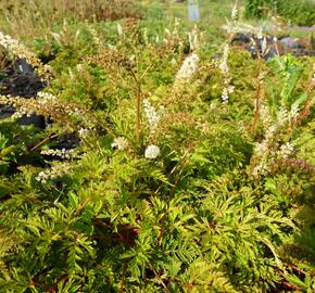 Udatna 'Noble Spirit' - Aruncus aethusifolius 'Noble Spirit'