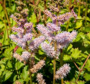 Čechrava čínská - Astilbe chinensis pumila