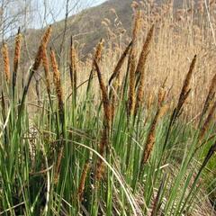 Ostřice ostrá - Carex acutiformis