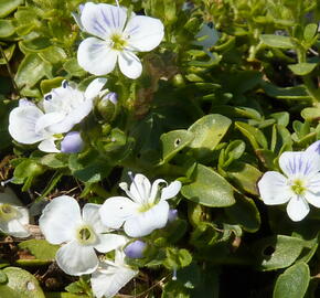 Rozrazil - Veronica repens