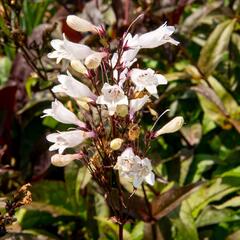 Dračík 'Husker Red Strain' - Penstemon digitalis 'Husker Red Strain'