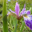 Kosatec různobarevný 'Kermesina' - Iris versicolor 'Kermesina'