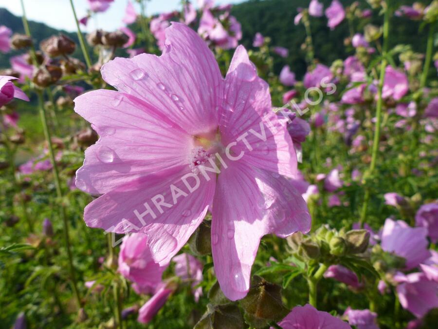 Sléz 'Fastigiata' - Malva alcea 'Fastigiata'