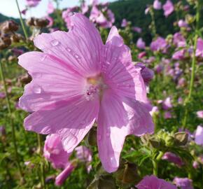 Sléz 'Fastigiata' - Malva alcea 'Fastigiata'