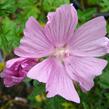 Sléz 'Fastigiata' - Malva alcea 'Fastigiata'