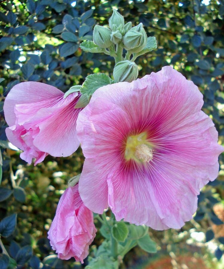 Topolovka růžová 'Spotlight Radiant Rose' - Alcea rosea 'Spotlight Radiant Rose'